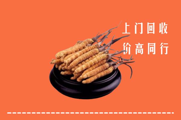 附近收购：元谋县冬虫夏草回收多少钱每克